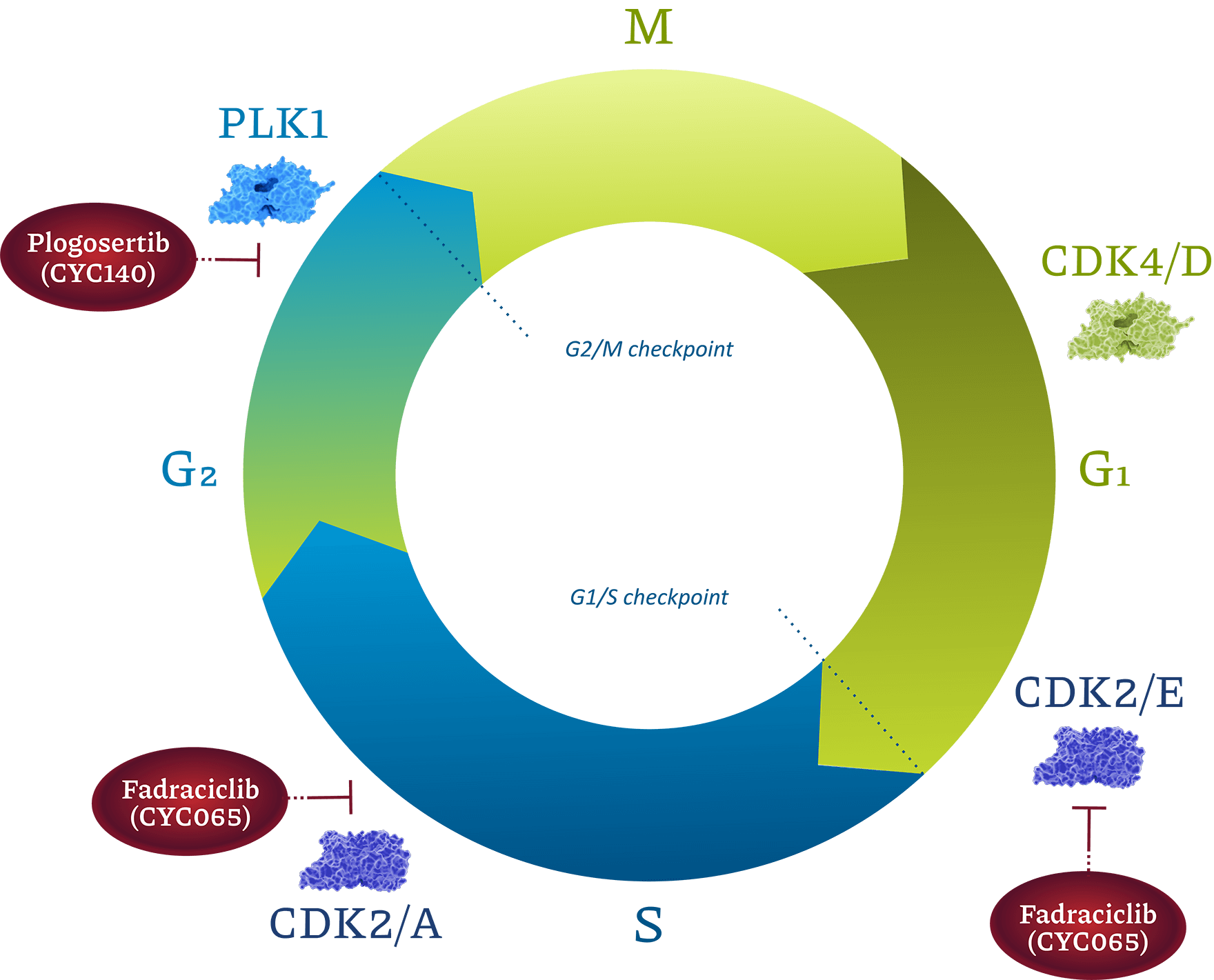 Cyclacel_MOA-Role of fadraciclib inhibition of CDK2