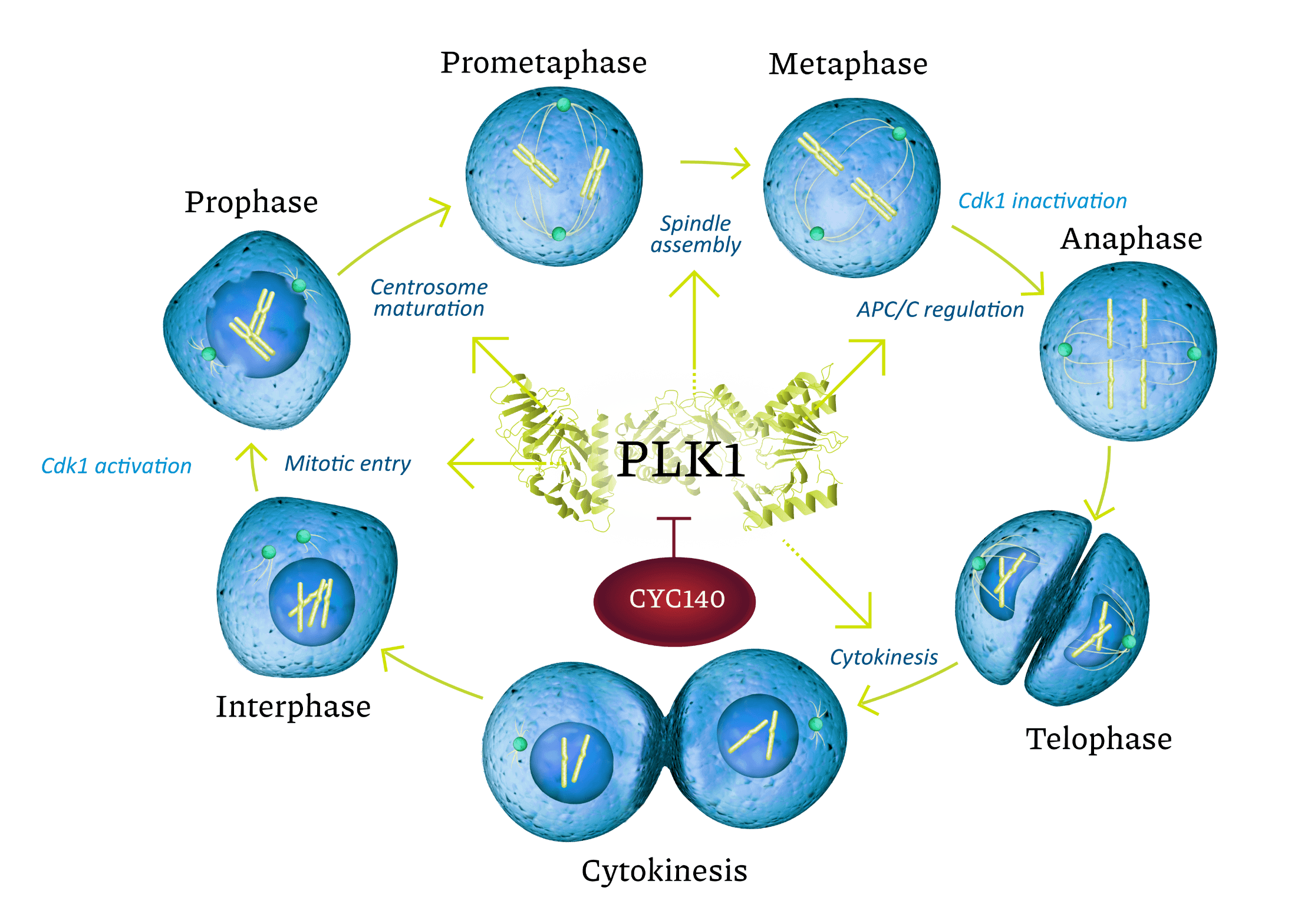 CYC140 - Mitosis illustration