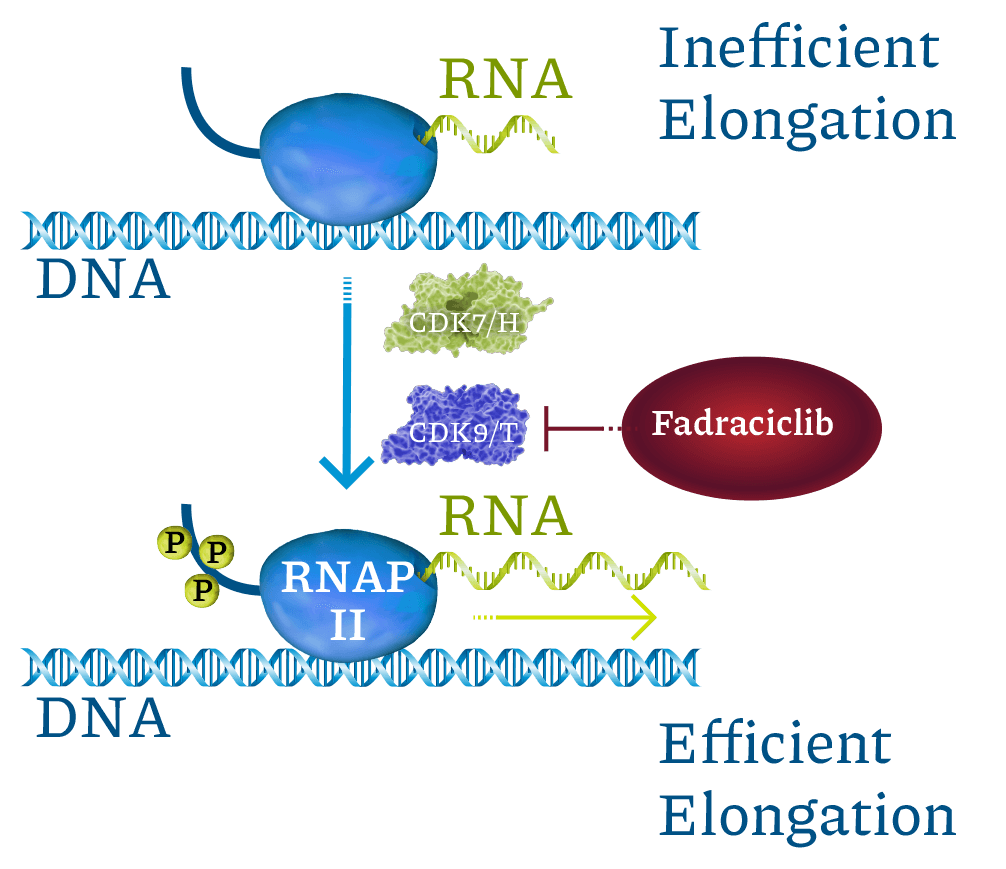 Cyclacel MOA Elongation Fadraclclib