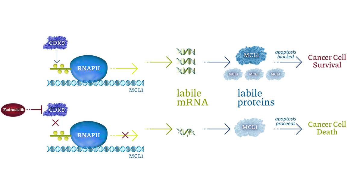 cyclacel MOA Fadraclclib